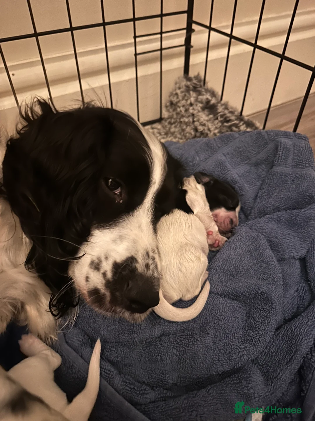Sprocker dogs for sale: Sprocker Spaniel Puppies for Sale  - Advert 2