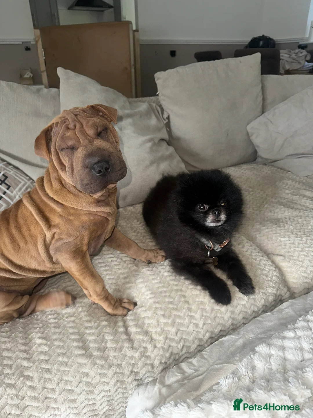 Shar Pei dogs for sale: Shar pei female - Advert 7