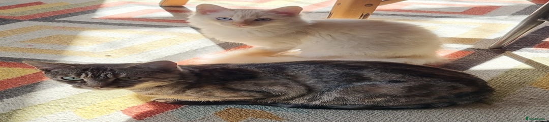 Ragdoll Kitten 1