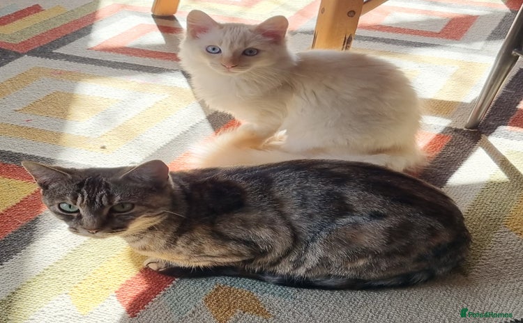 Ragdoll cats - Advert 1