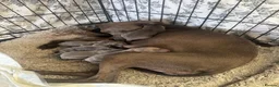 Italian Greyhound dogs for sale: Absolutely stunning Italian greyhounds - Advert 8