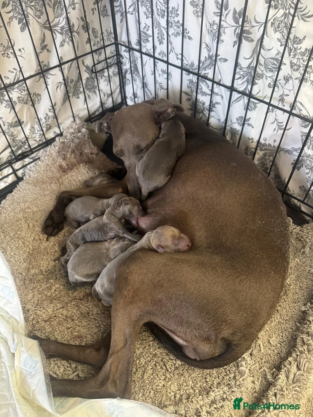 Italian Greyhound dogs for sale: Absolutely stunning Italian greyhounds - Advert 8
