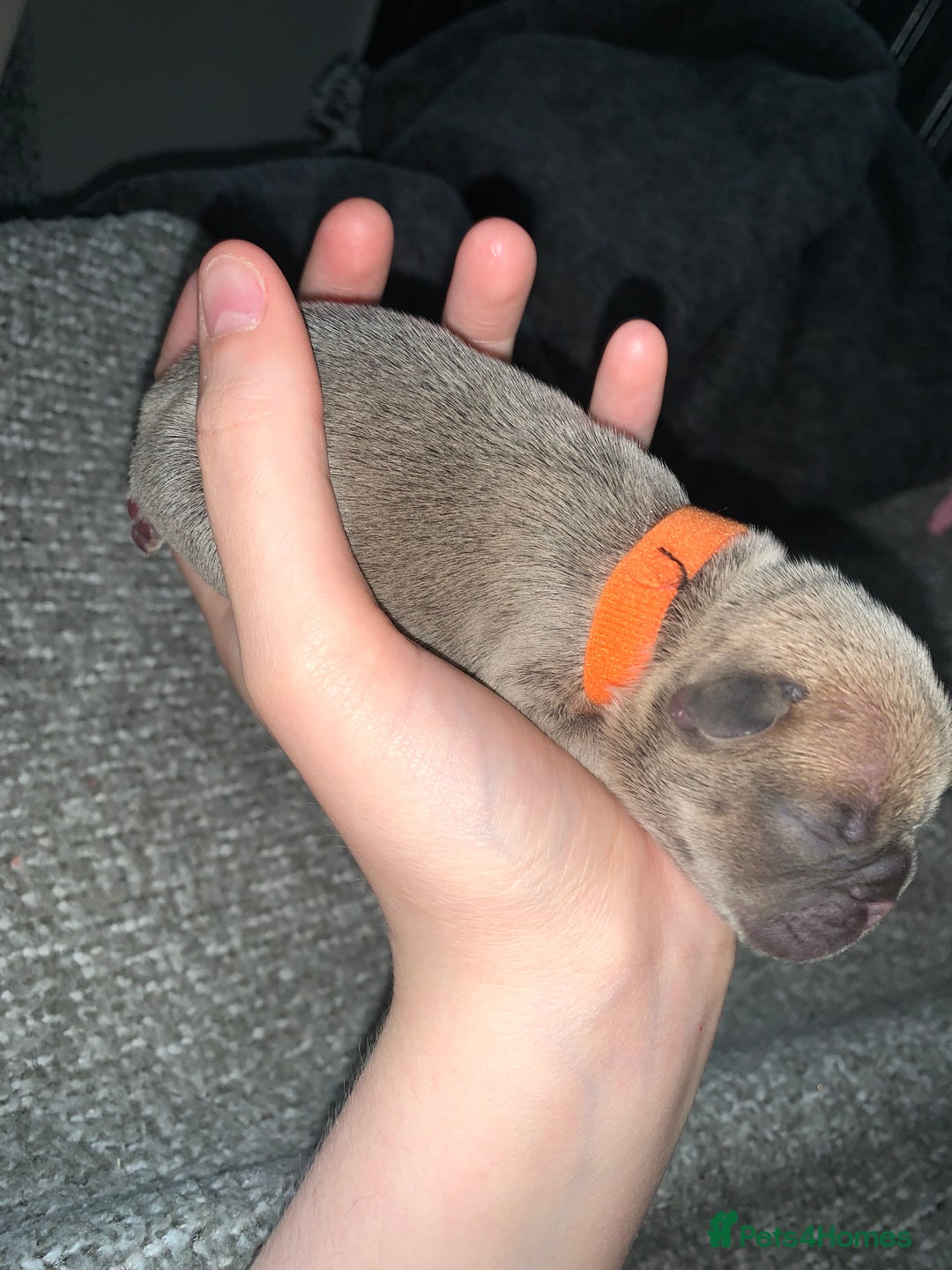 French Bulldog dogs for sale: French bulldog puppies for sale!!  - Image 16