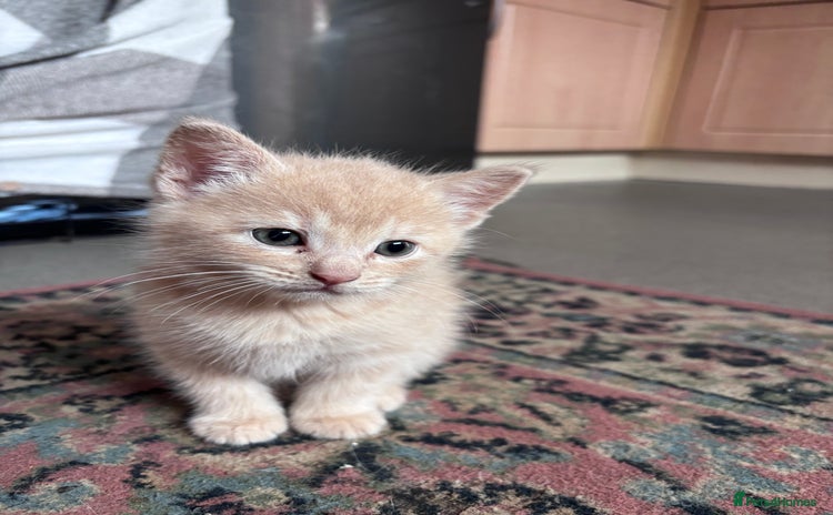 Turkish Angora cats - Advert 4