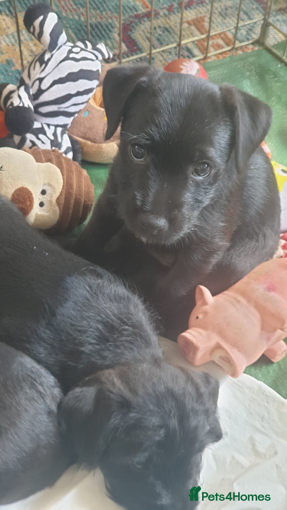 Mixed Breed dogs for sale: Patterdale terriers for sale - Advert 8