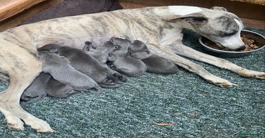 Whippet dogs - Advert 1