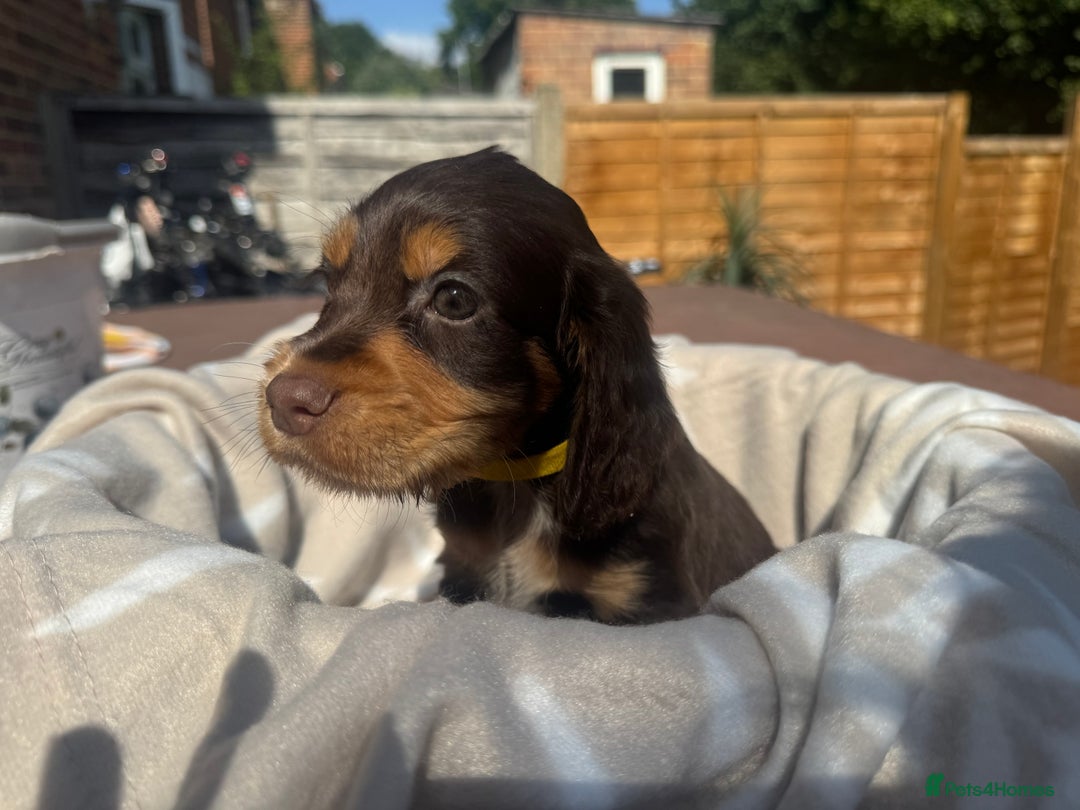 Cocker Spaniel dogs for sale: Beautiful Cocker Spaniel Puppies - Image 7