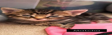 Mixed Breed 3