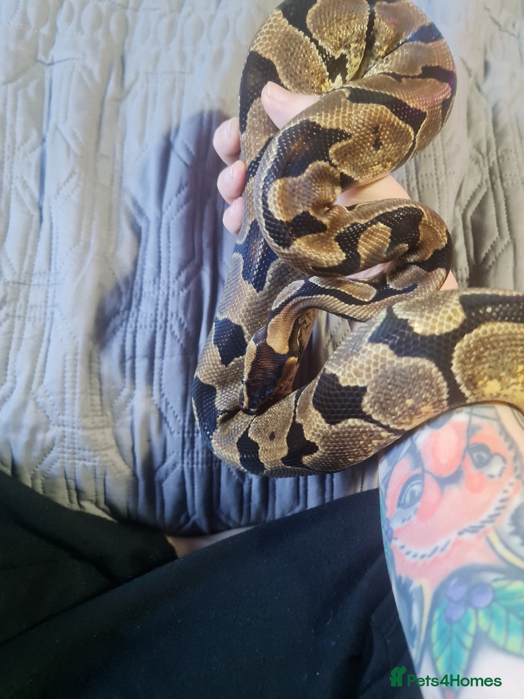 Python Snake reptiles for sale: Female Enchi Ball Python with Full Setup - Image 3