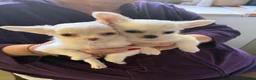 Chihuahua dogs for sale: Long haired chihuahua puppies  in Burton-on-Trent - Advert 1