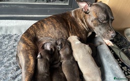 Staffordshire Bull Terrier dogs for sale: Last male Staffy looking for his forever home - Image 8