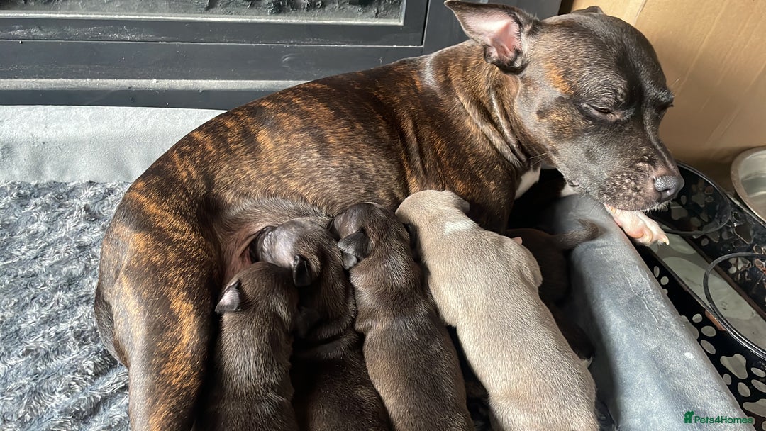 Staffordshire Bull Terrier dogs for sale: Last male Staffy looking for his forever home - Image 8