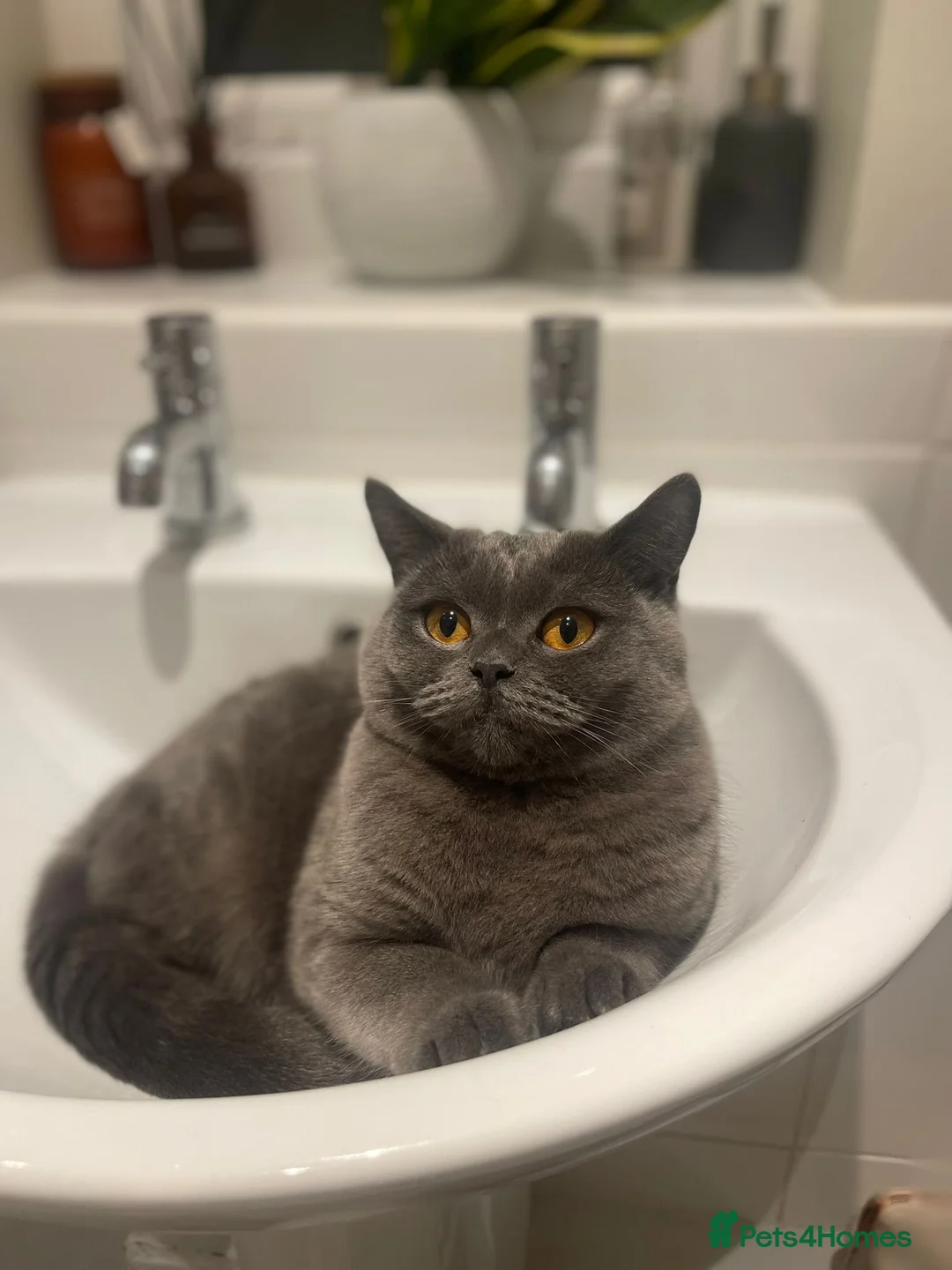 British Shorthair cats for sale: 💜Adult Female Scottish Straight💜 - Advert 4
