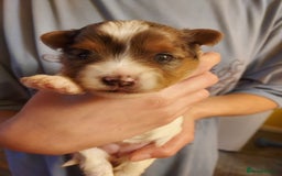 Mixed Breed dogs for sale: Sunning Blueberry and Biewer puppies.  - Image 3