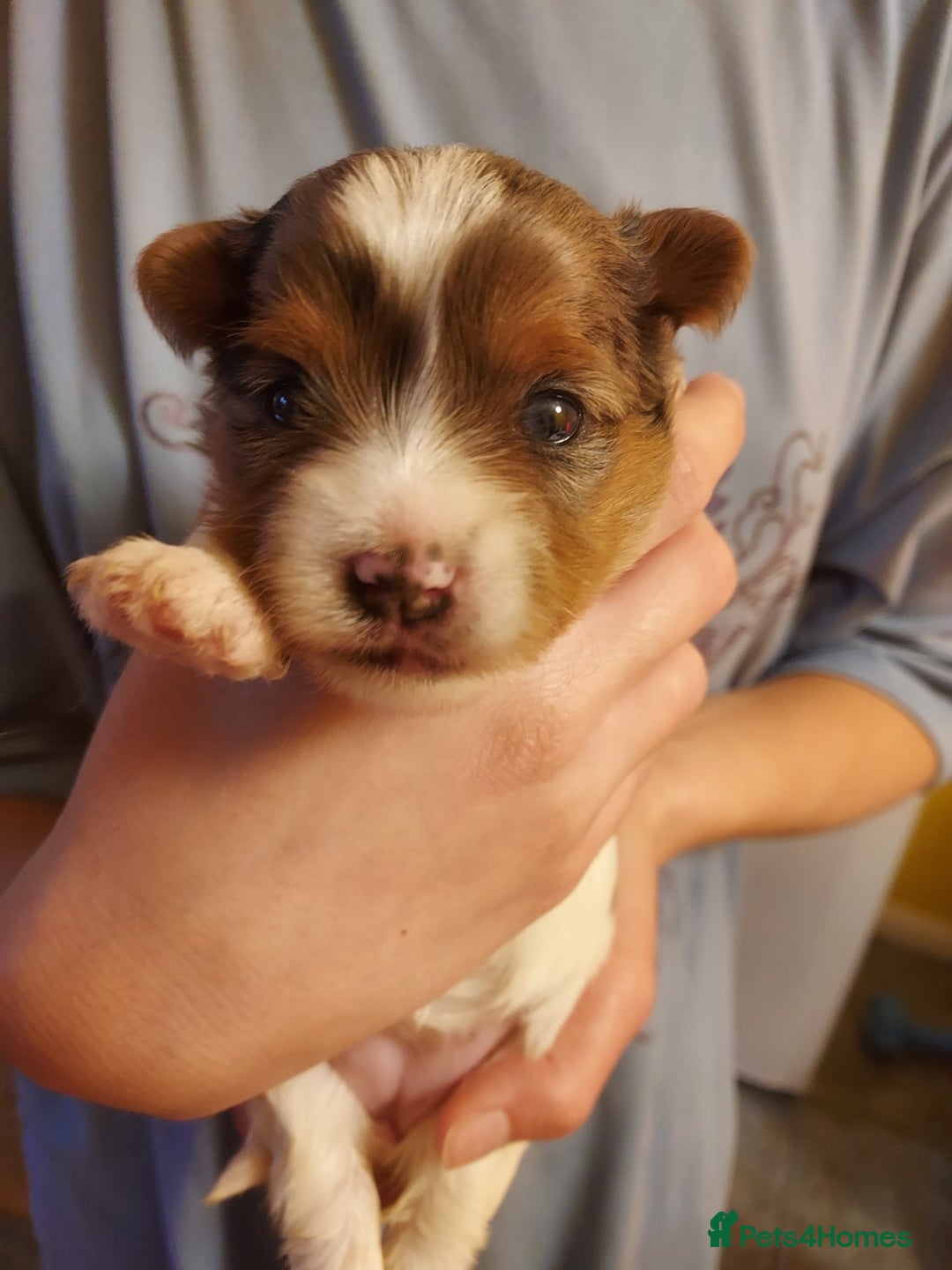 Mixed Breed dogs for sale: Sunning Blueberry and Biewer puppies.  - Image 3