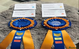 Maine Coon cats for sale: Beautiful GCCF registered main coon Kittens  - Image 12