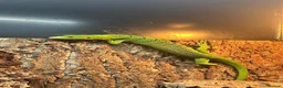 Monitor reptiles for sale: Varanus Prasinus PAIR (Emerald Tree monitors) - Advert 5