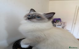 Ragdoll cats for sale: Ragdoll Kittens Looking for Their Forever Homes  - Image 20