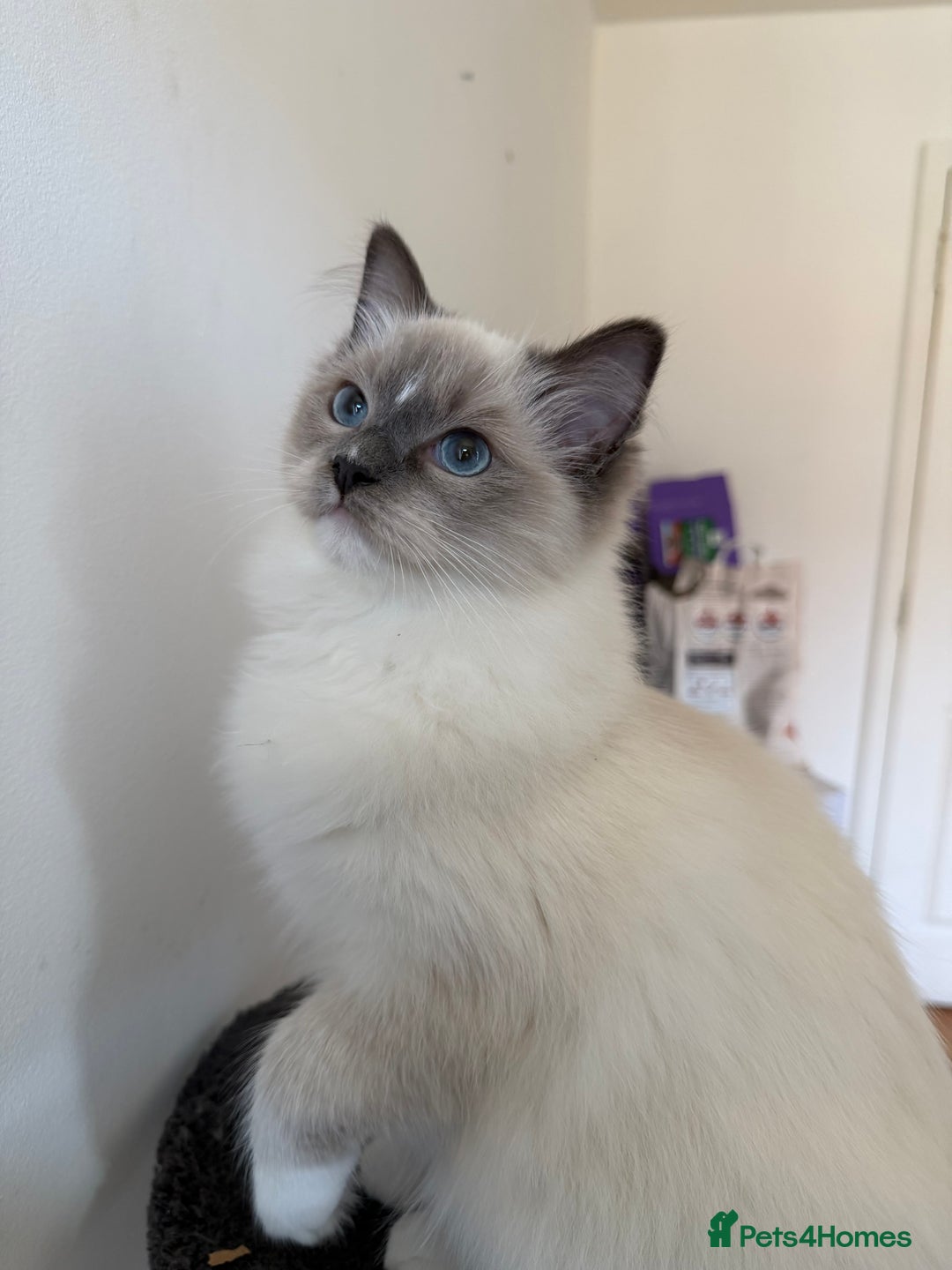 Ragdoll cats for sale: Ragdoll Kittens Looking for Their Forever Homes  - Image 20