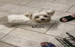 Biewer Terrier dogs for sale: Biewer Terrier puppy  - Image 3