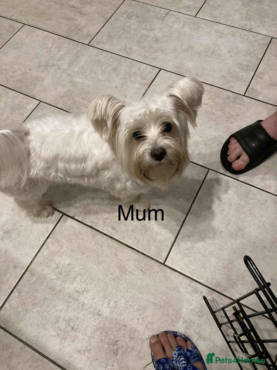 Biewer Terrier dogs for sale: Biewer Terrier puppy  - Image 3