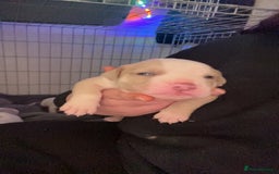 Mixed Breed dogs for sale: 4 beautiful olde English bulldog/ American bulldog - Advert 10