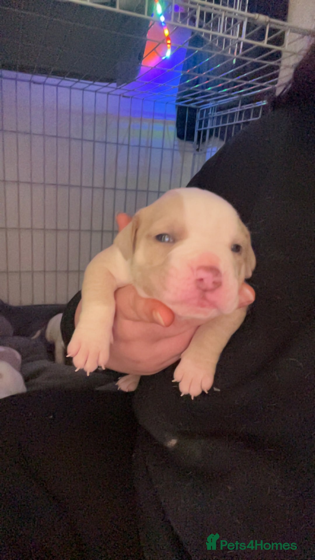 Mixed Breed dogs for sale: 4 beautiful olde English bulldog/ American bulldog - Advert 10