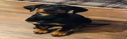 Dobermann dogs for stud: KC registered Black and Red Rust for stud - Advert 8