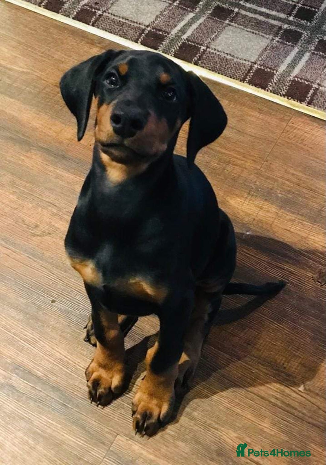 Dobermann dogs for stud: KC registered Black and Red Rust for stud - Advert 8