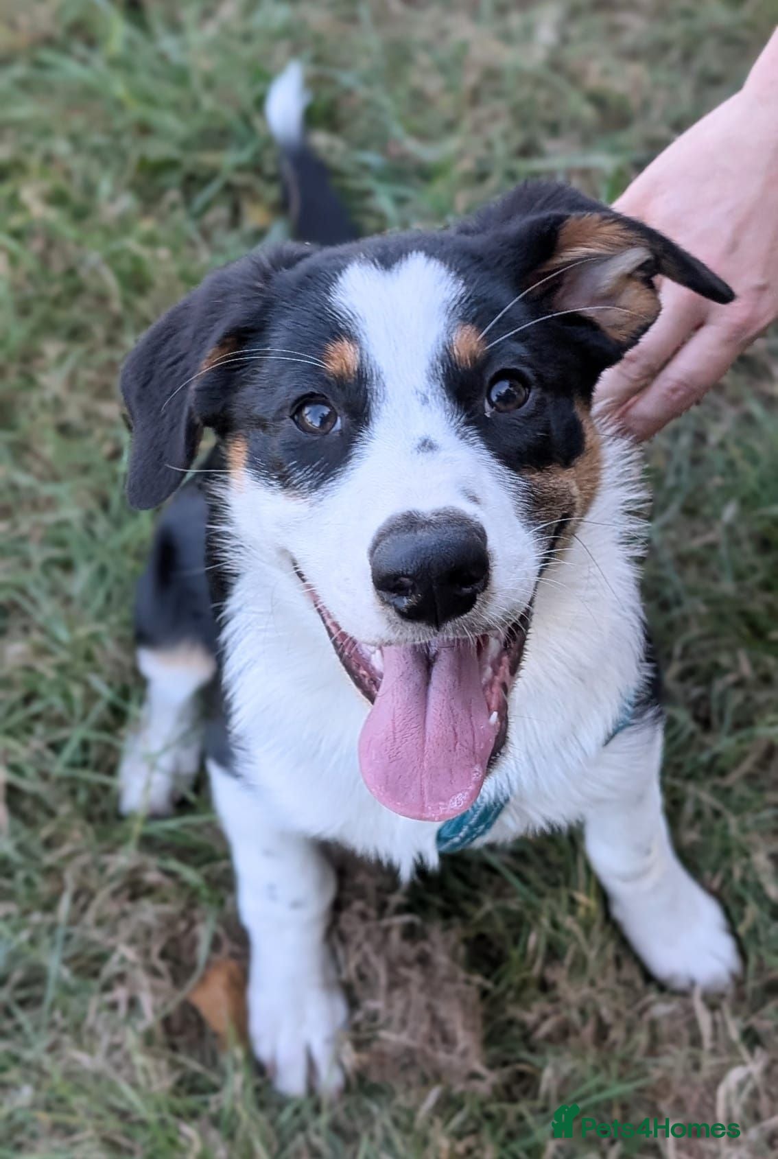 Mixed Breed dogs Beautiful & Intelligent Collie Mix Needs 4eva Home - Advert 2