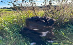 Portuguese Water Dog dogs for sale: Art Nouveau - Image 23