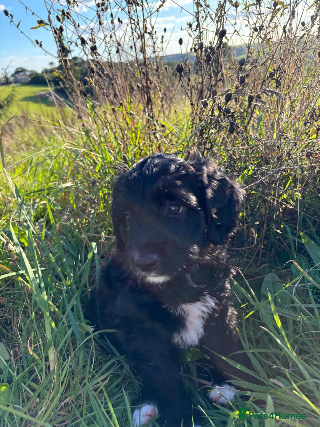 Portuguese Water Dog dogs for sale: Art Nouveau - Image 23