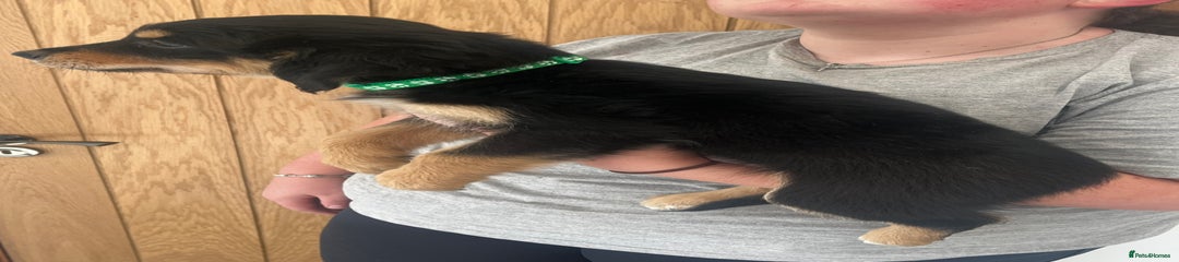 Green collar 