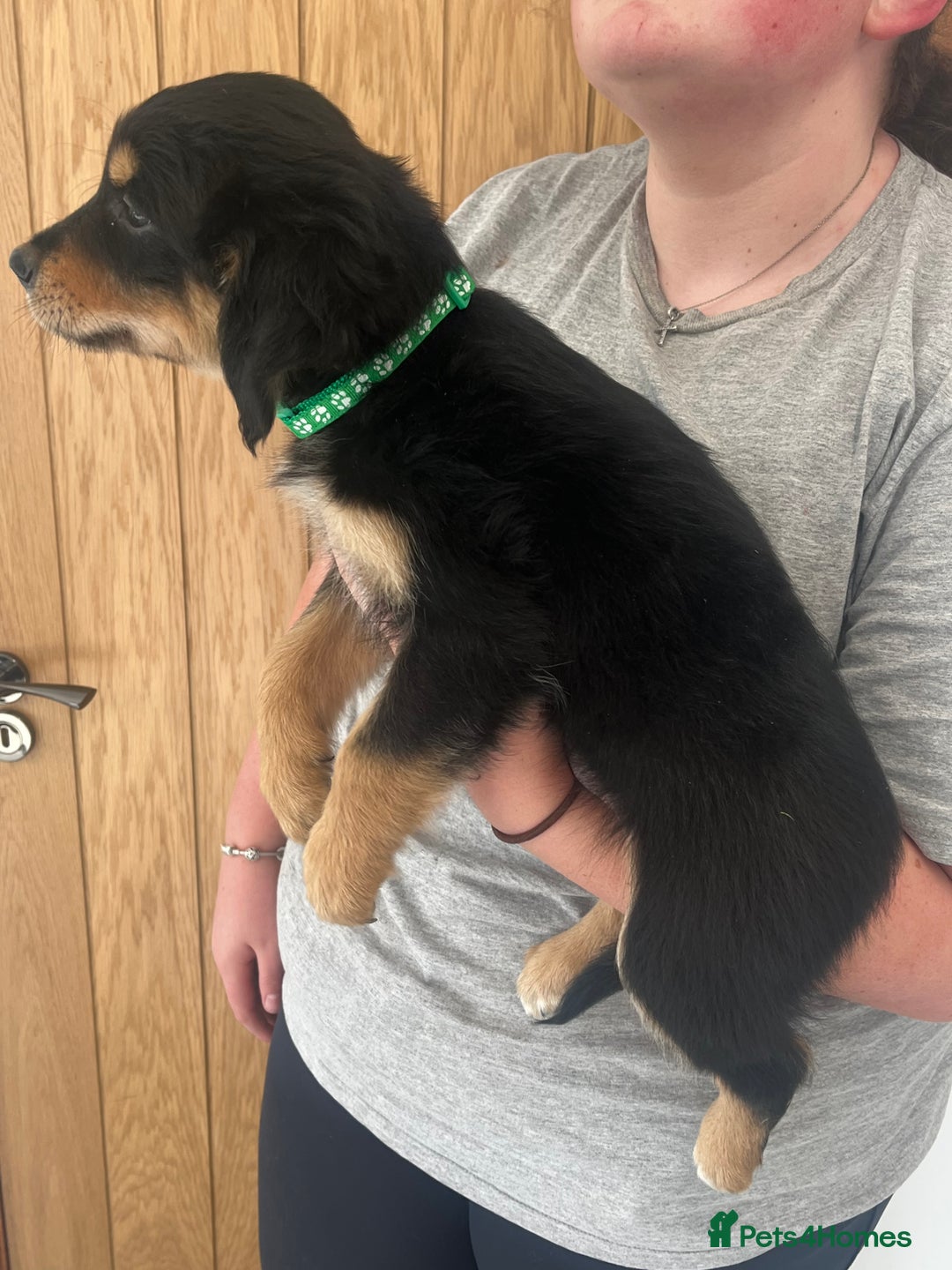 Mixed Breed dogs for sale: Gorgeous golden retriever mix litter - Image 4