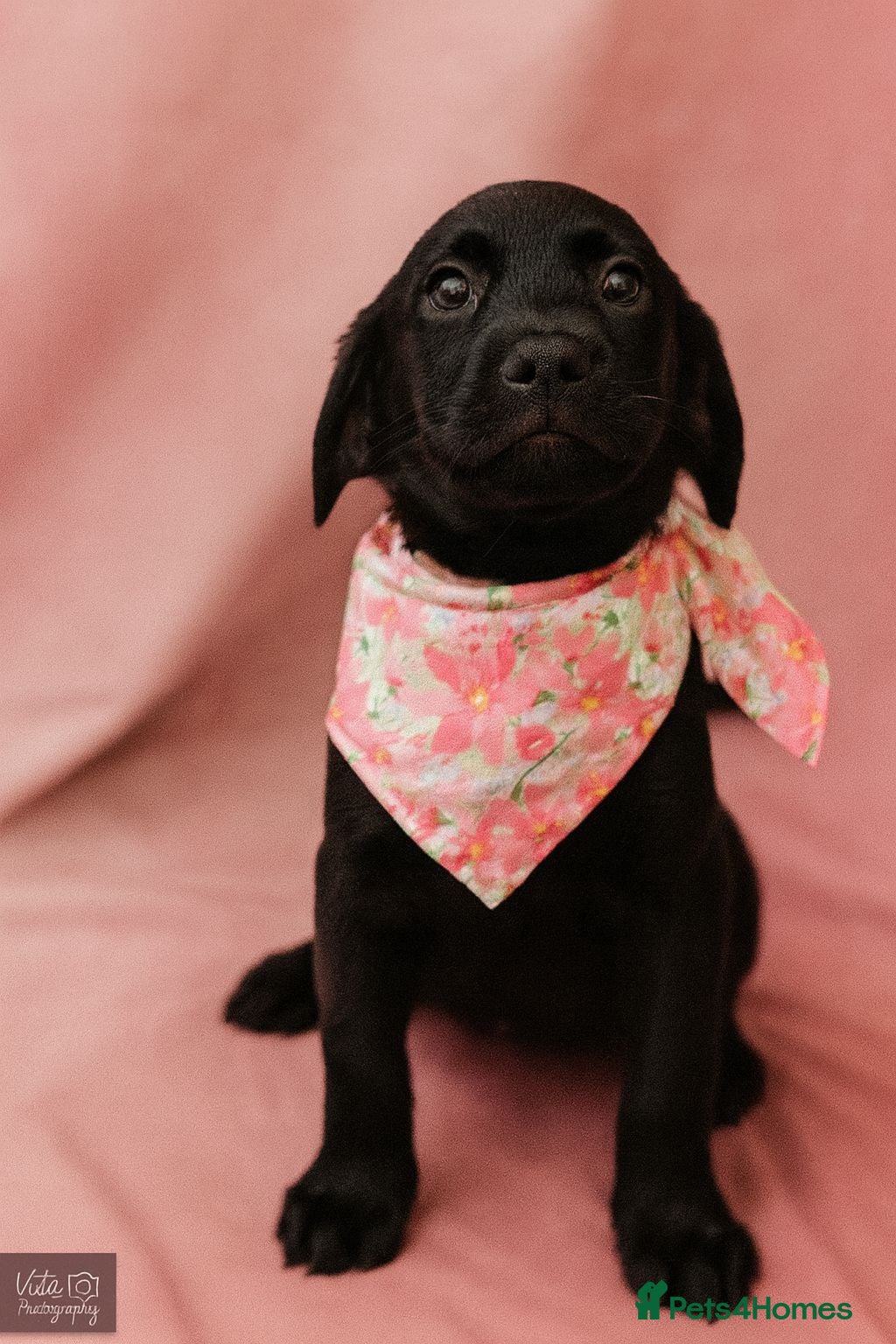 Labrador Retriever dogs READY FOR FOREVER HOMES Labrador Retriever puppies - Advert 2