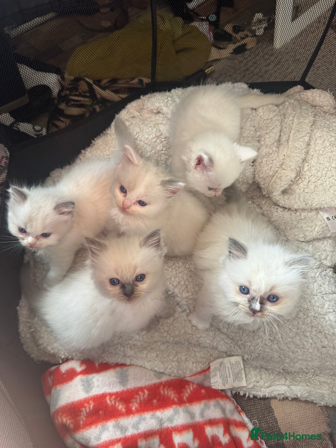 Ragdoll cats for sale: All our beautiful kittens are no longer available  - Advert 17