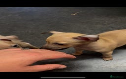 Italian Greyhound dogs for sale: Ready from next week Little Italian Greyhound pups - Image 32