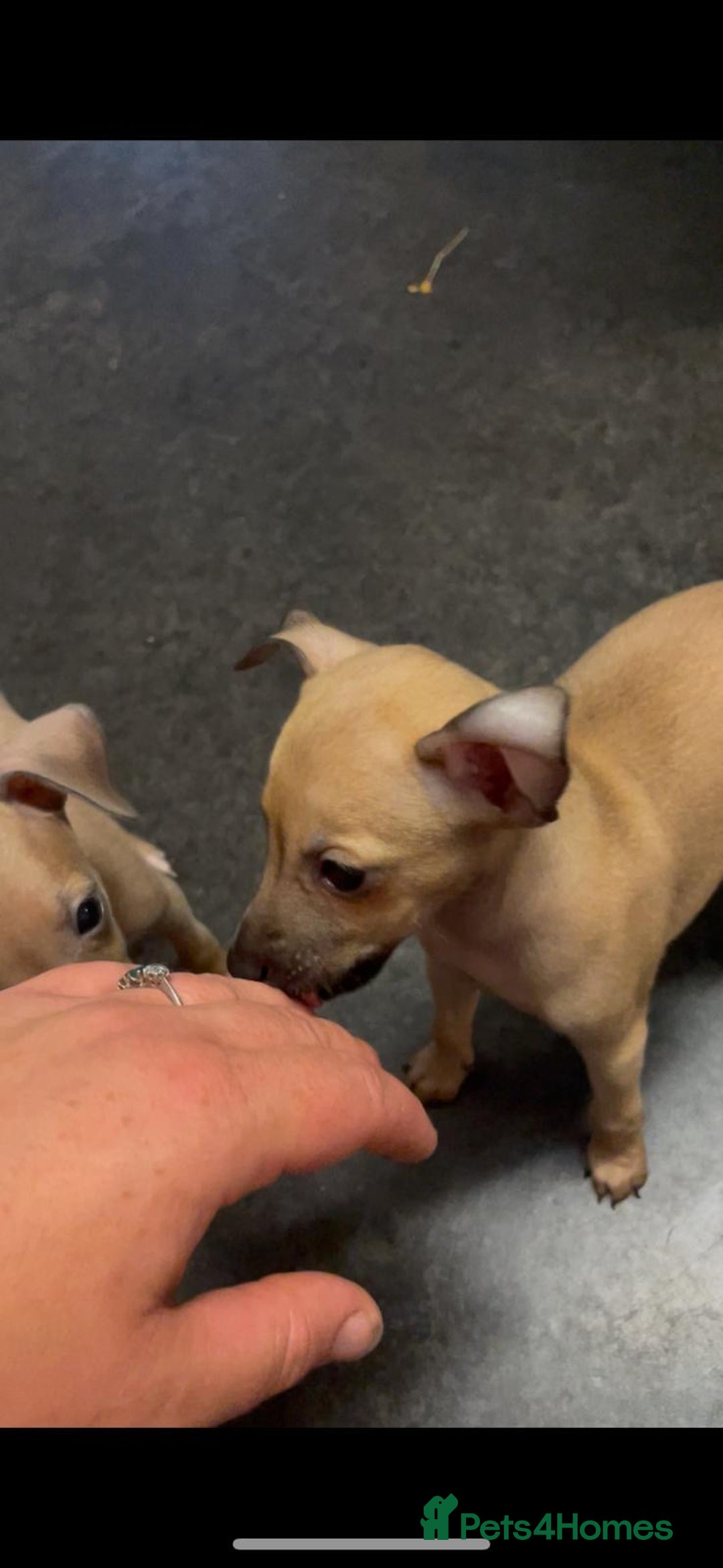 Italian Greyhound dogs for sale: Ready from next week Little Italian Greyhound pups - Image 32