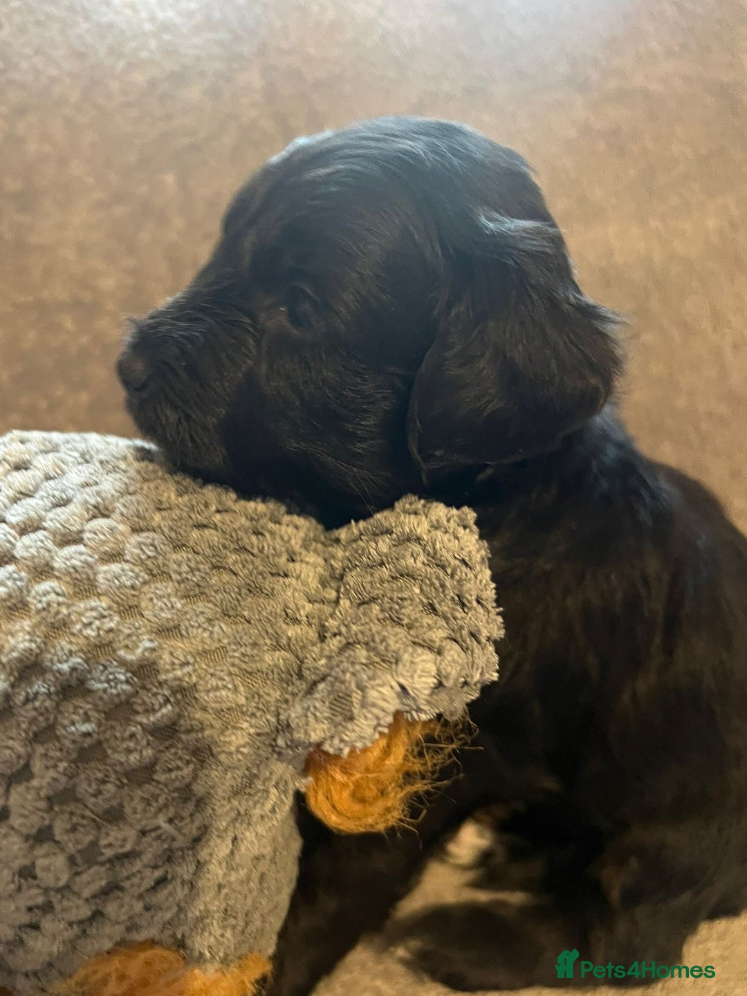 Schnoodle dogs for sale: American Toy Schnoodle Puppies *READY TO GO* - Advert 30