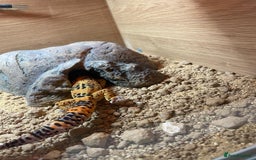 Leopard Gecko reptiles for sale: Leo the Leopard Gecko. Black Night/Mack Snow - Image 6