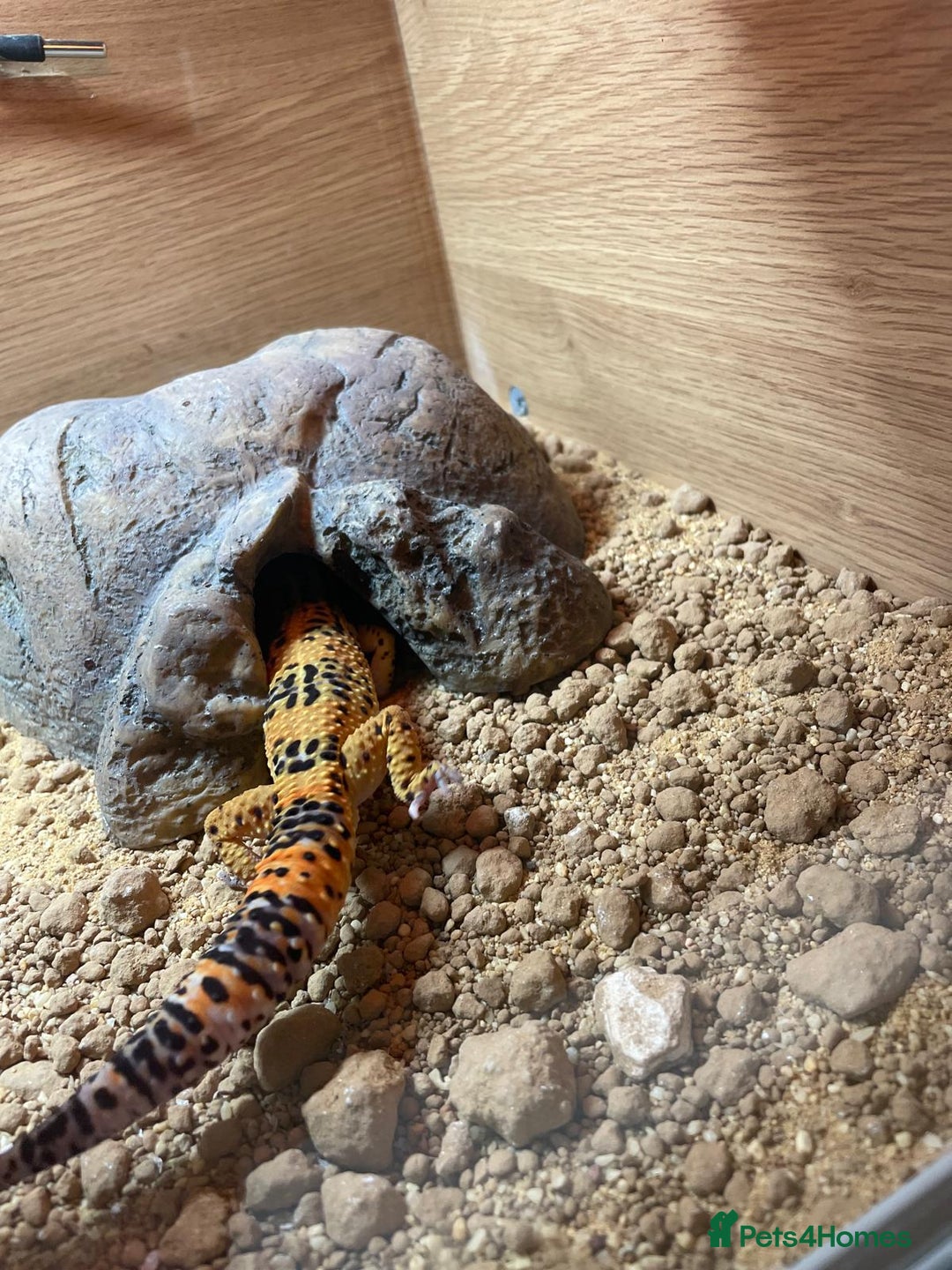Leopard Gecko reptiles for sale: Leo the Leopard Gecko. Black Night/Mack Snow - Image 6