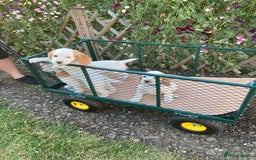 Cocker Spaniel dogs for sale: Cocker Spaniels, working type, KC reg, DNA clear - Image 9