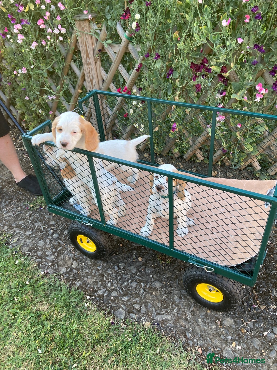 Cocker Spaniel dogs for sale: Cocker Spaniels, working type, KC reg, DNA clear - Image 9