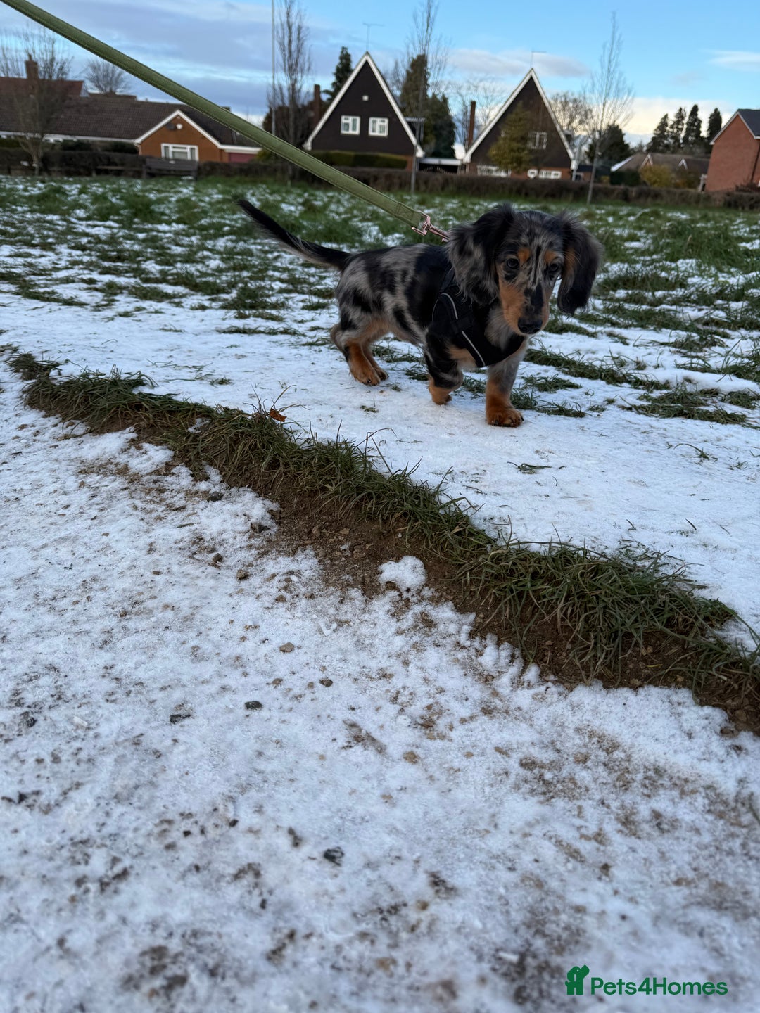 Dachshund dogs for sale: Hector and Ariana  - Advert 3