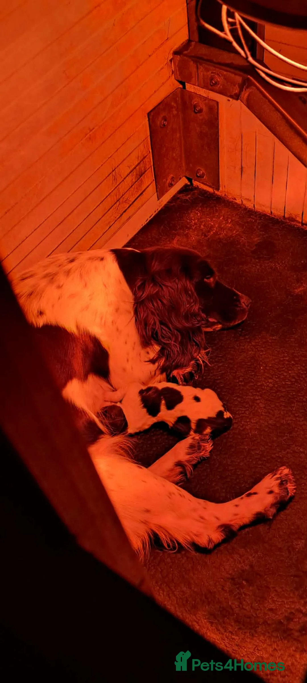 English Springer Spaniel dogs for sale: English springer spaniel puppy  - Advert 11