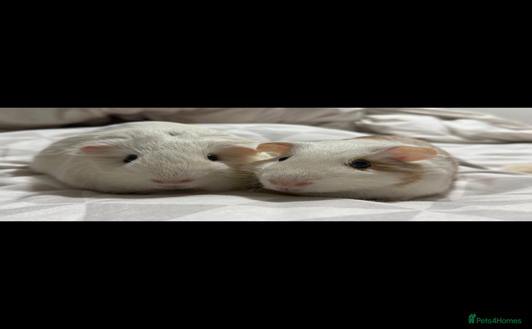 Guinea Pig rodents - Advert 3