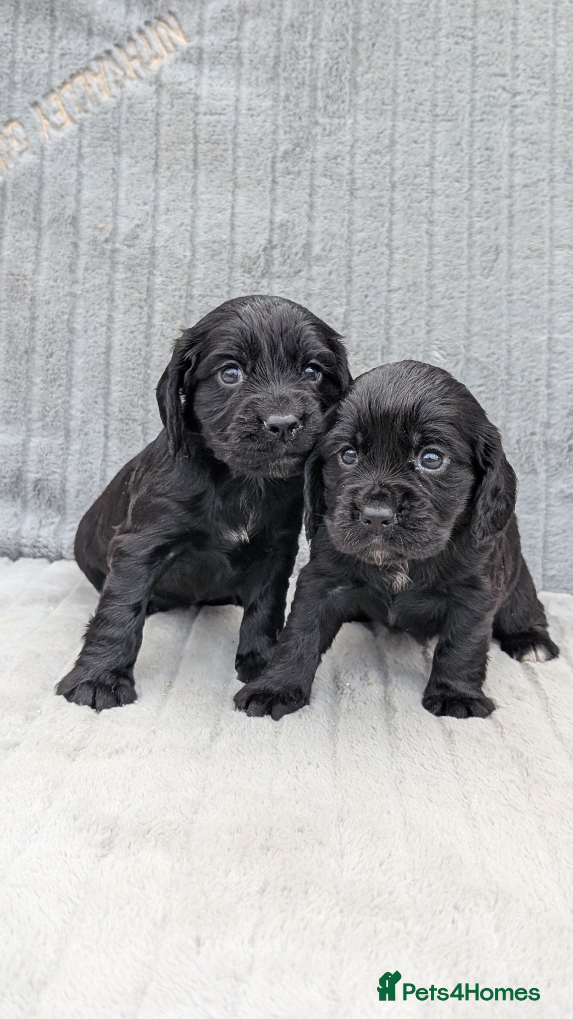 Cocker Spaniel dogs Two Black Cocker Females - Advert 1