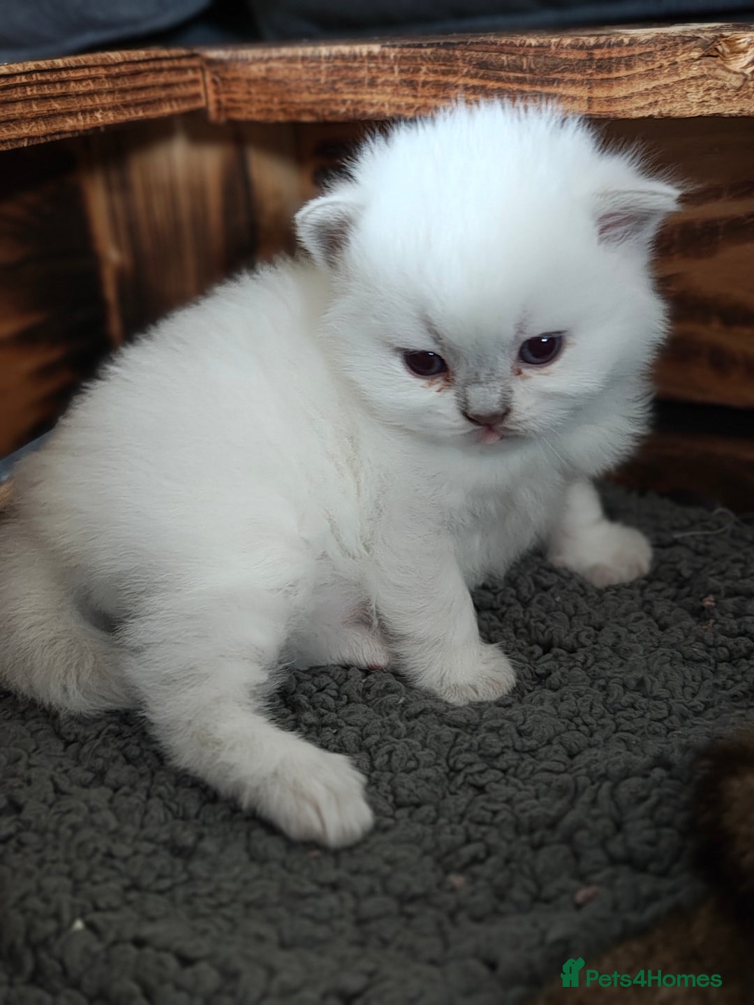 British Shorthair cats for sale: British Shorthair and Longhair  GCCF registered  - Advert 11