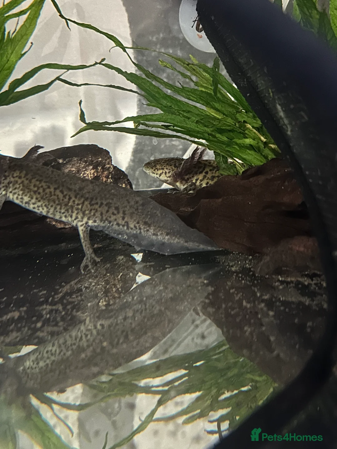 Axolotl reptiles for sale: 2 x male axolotyls  - Advert 2