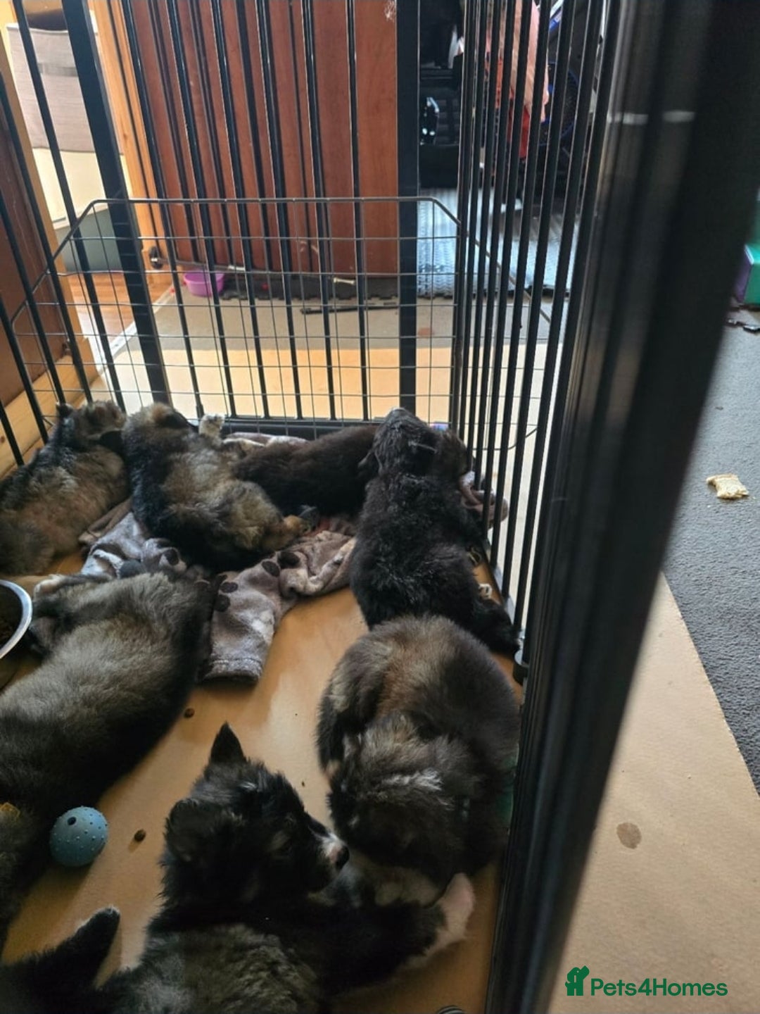 Mixed Breed dogs for sale: German Shepherd X Puppies - Image 3